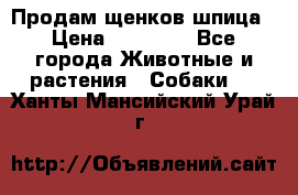 Продам щенков шпица › Цена ­ 25 000 - Все города Животные и растения » Собаки   . Ханты-Мансийский,Урай г.